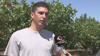 Τεράστιες ζημιές σε καλλιέργειες από το χαλάζι σε Φάρσαλα και Ελασσόνα