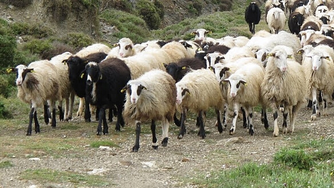 Σύλληψη στο Μουζάκι για παραβίαση των μέτρων για την ευλογιά των αιγοπροβάτων
