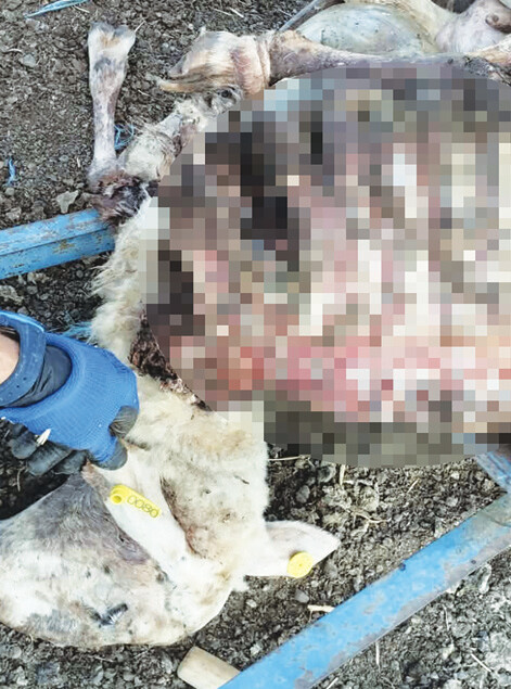 Επίθεση λύκου σε κτηνοτροφική μονάδα στην περιοχή της Αγιοπηγής