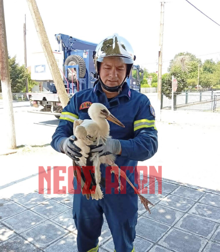 Επιχείρηση διάσωσης παγιδευμένου πελαργού στους Γοργοβίτες (ΦΩΤΟ & ΒΙΝΤΕΟ)