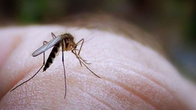 Σε εγρήγορση οι Αρχές για την έξαρση του ιού του Δυτικού Νείλου, στο επίκεντρο η Αττική