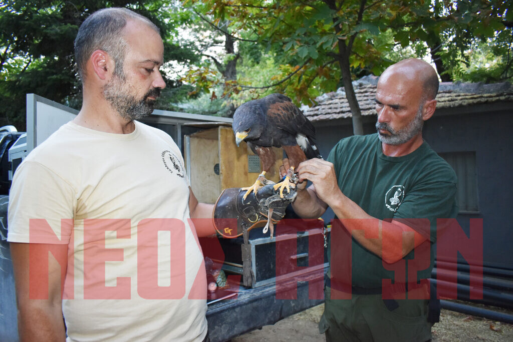 Τα γεράκια κερδίζουν τη...μάχη με τα κορακοειδή στο Παυσίλυπο