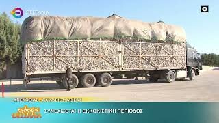 Συνεχίζεται η εκκοκκιστική περίοδος