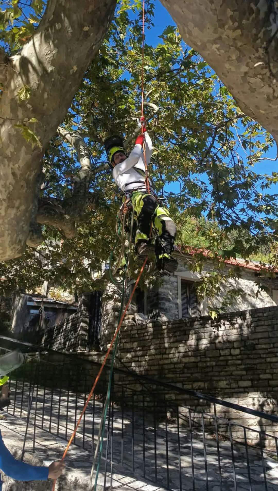 Νέα παρέμβαση του Δήμου Αργιθέας  για την προστασία του ιστορικού πλατάνου Λεοντίτου