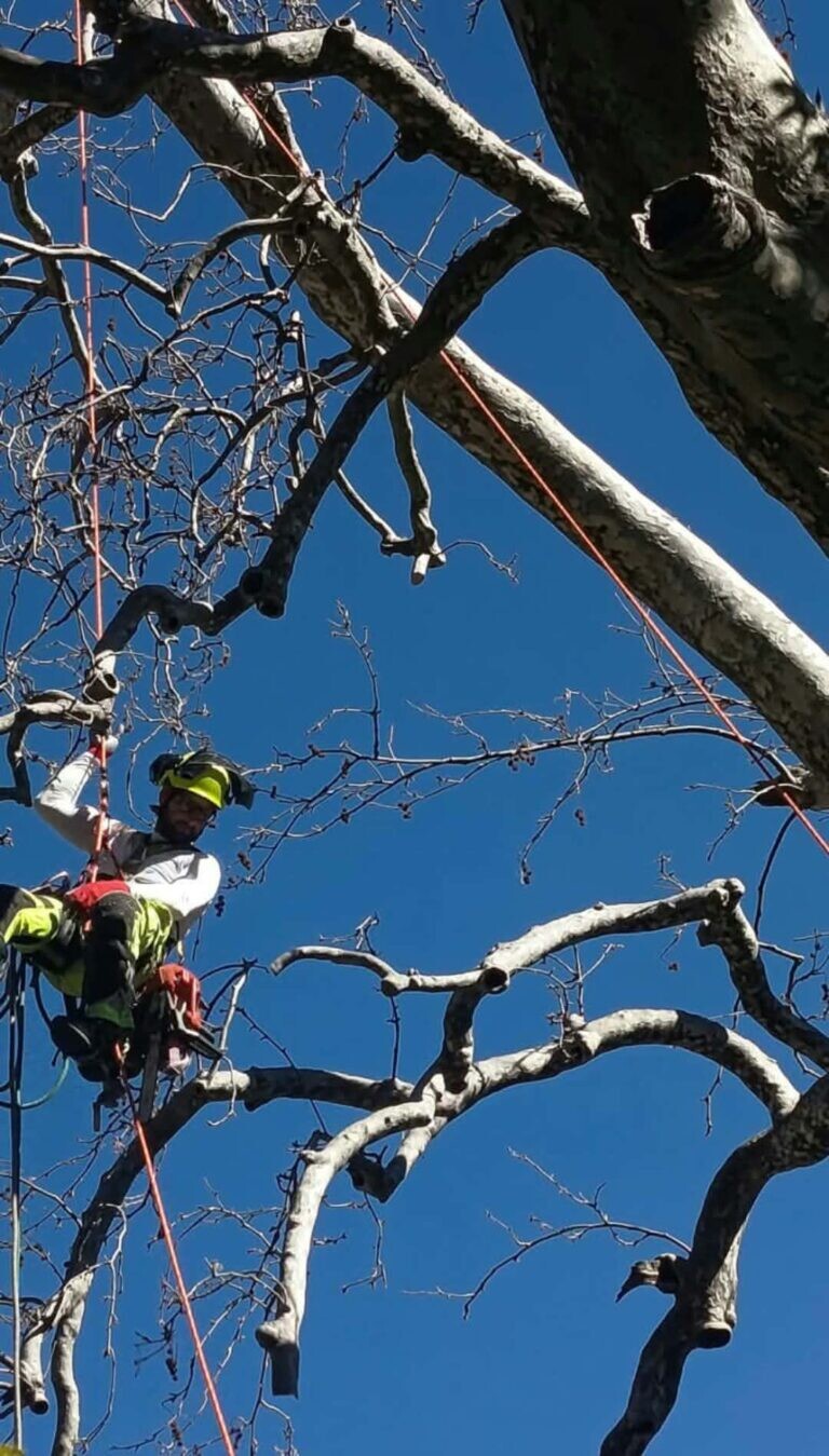 Νέα παρέμβαση του Δήμου Αργιθέας  για την προστασία του ιστορικού πλατάνου Λεοντίτου