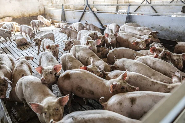 ΕΕ: Νέοι κανόνες για την εκτροφή πουλερικών και χοίρων