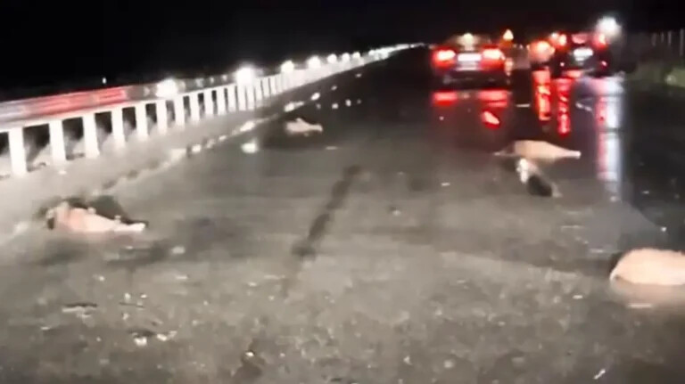 Αυτοκίνητο συγκρούστηκε με κοπάδι αγριογούρουνων στην Εθνική Οδό Λάρισας – Τρικάλων