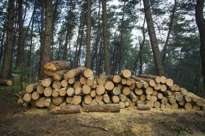 Χωρίς καυσόξυλα ατομικών αναγκών οι κάτοικοι της Καστανιάς